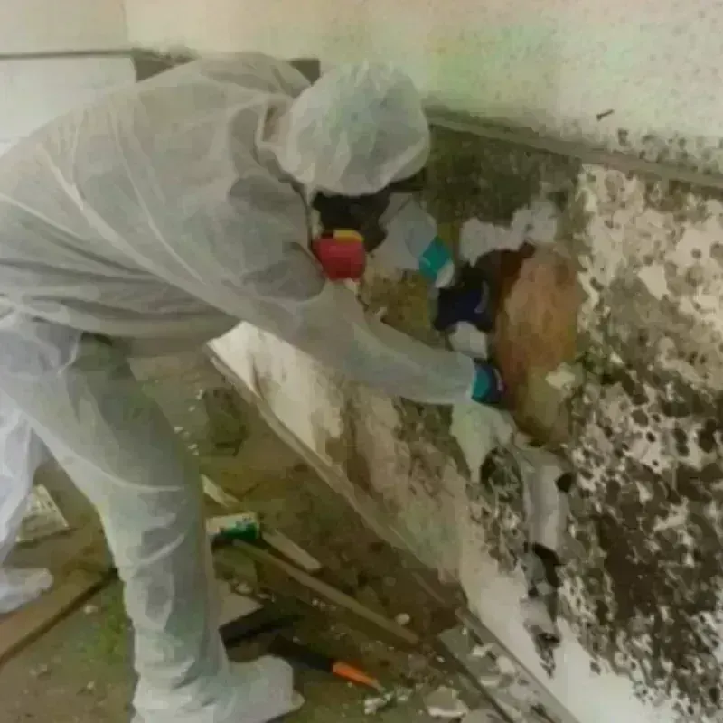 Mold Remediation and Removal in Luna County, NM